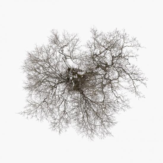 Cover John Metcalfe: Tree