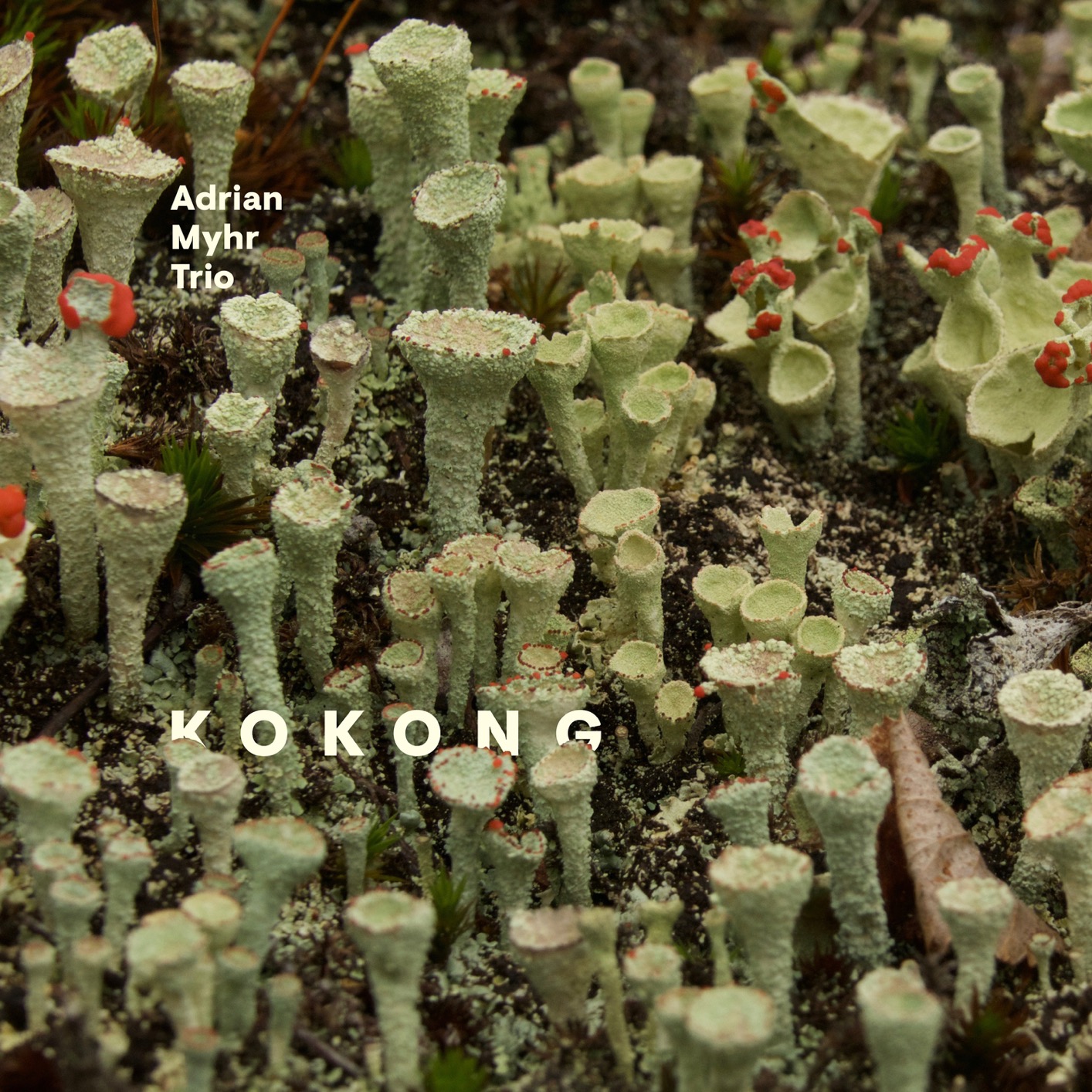 Cover Kokong