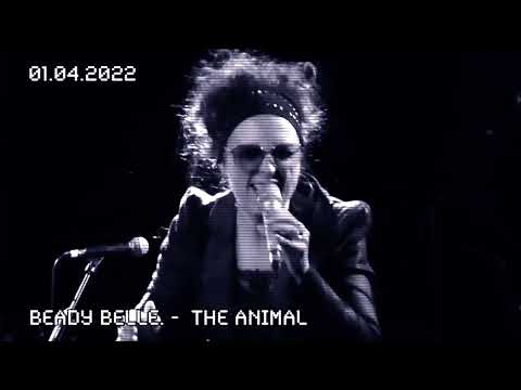 Video Beady Belle — The Animal