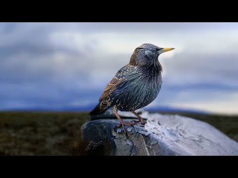 Video Styx - Build & Destroy